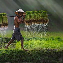 Lendas e tradições do arroz