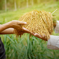 O processo de produção de arroz