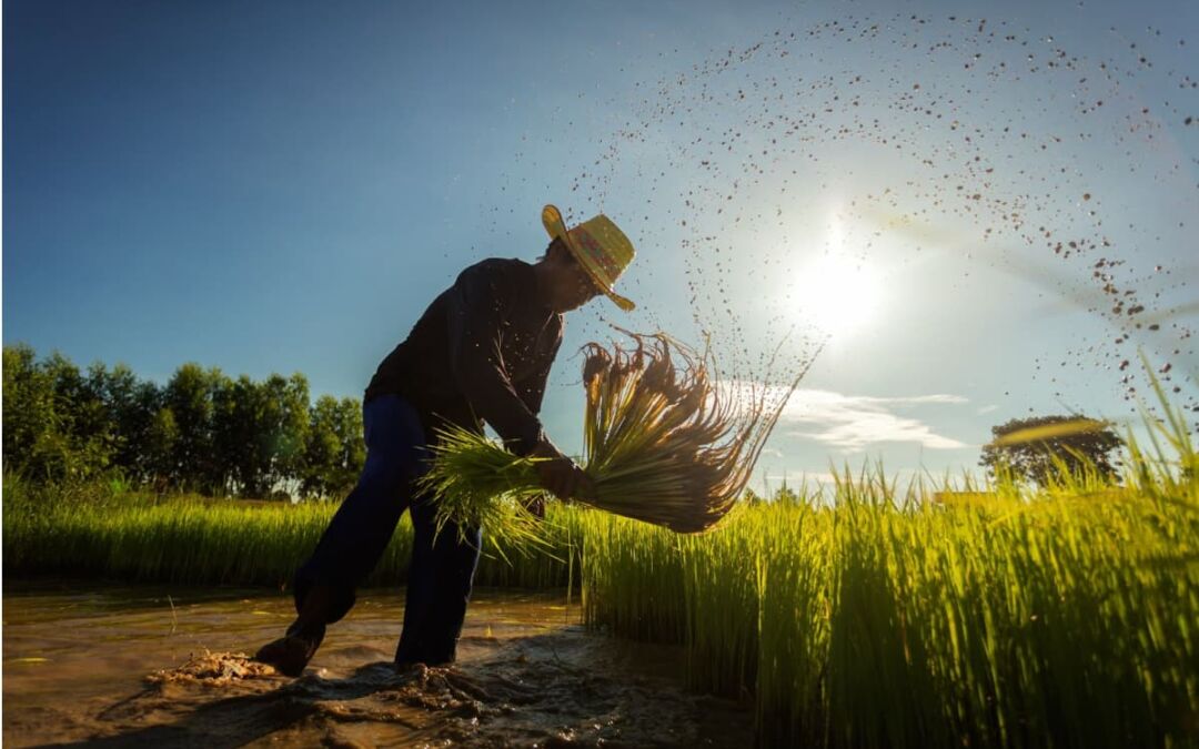 Tempo de Cozedura do Arroz Vaporizado: Dicas e Receitas