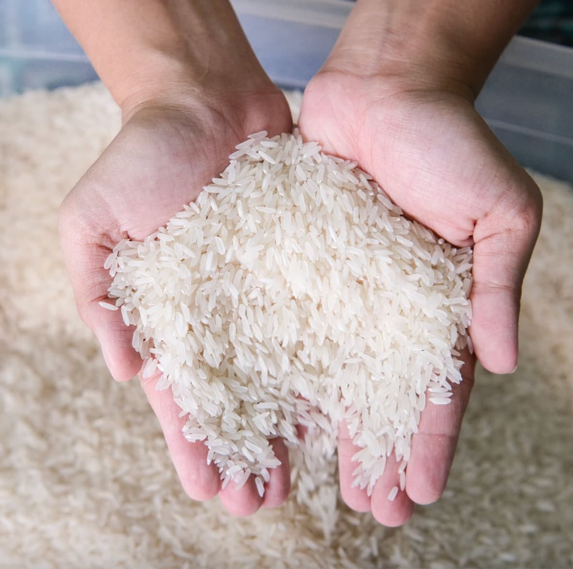Arroz Jasmim ou Basmati Qual é a melhor escolha? Saludães