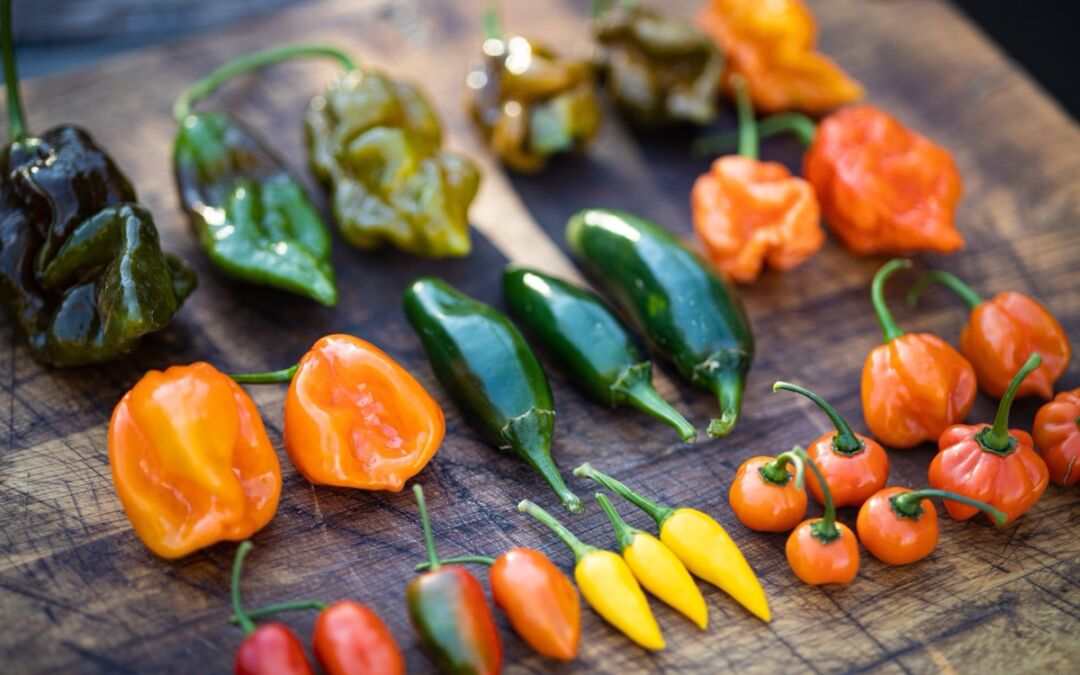 Tipos de pimenta