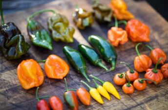 Tipos de pimenta