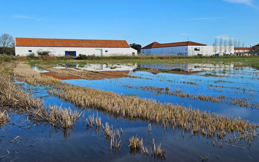 Descubra a fascinante cultura dos arrozais em Portugal